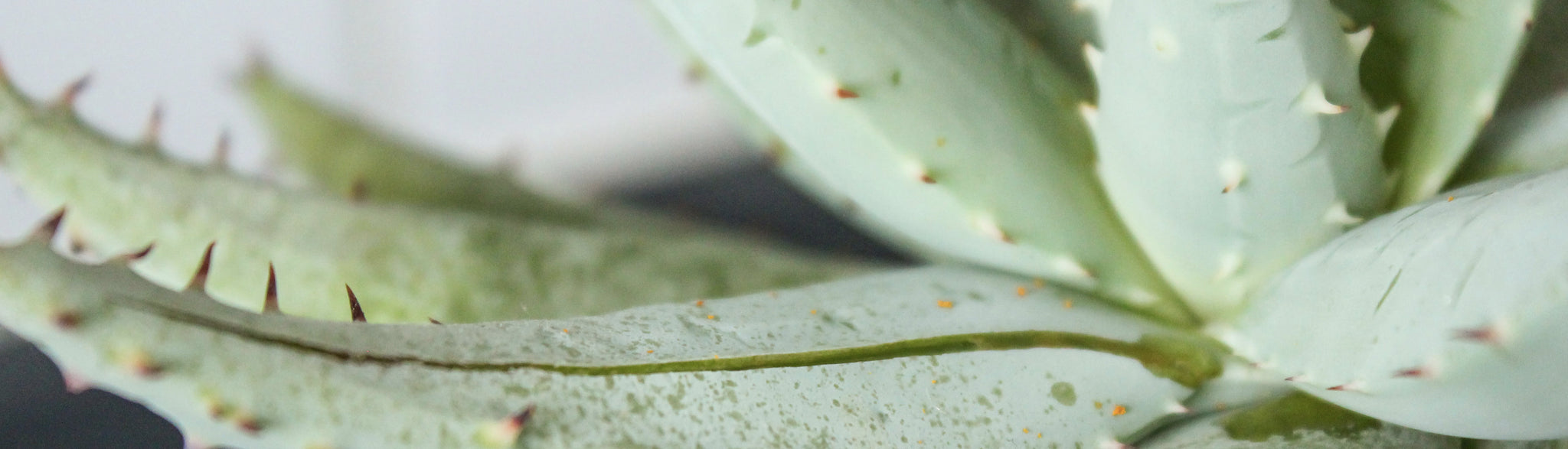 Les bienfaits de l'Aloe Vera sur la peau